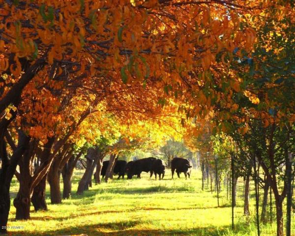 At $25Million, The O.X Ranch Is the (2nd) Most Expensive Real Estate Listing in&nbsp;Arizona.